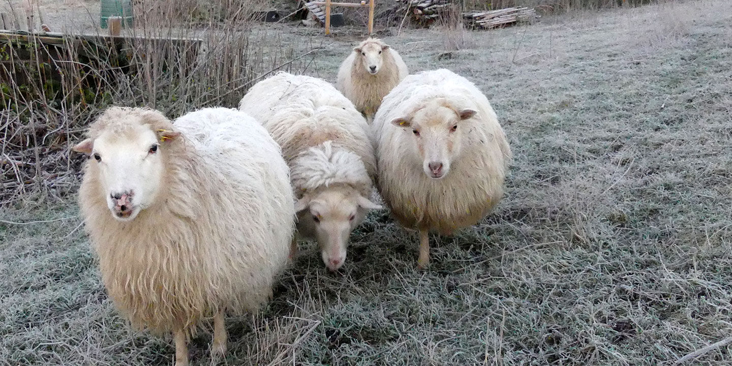 Schafe-im-Winter-RWF-Dgarn