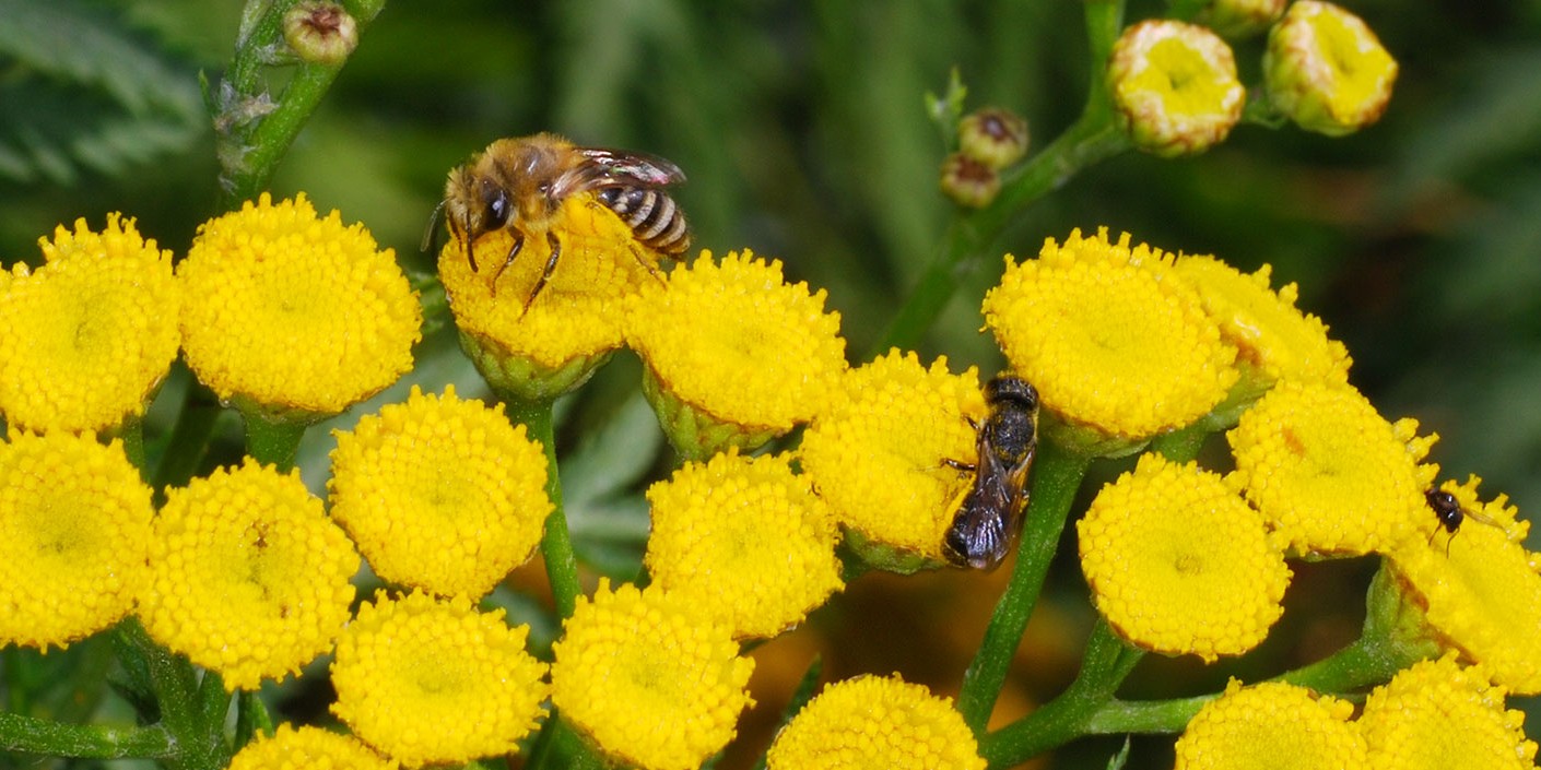 Wildbienen-auf-Rainfarn_RWF-Dgarn