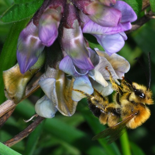 Langhornwildbiene_Zaunwicke_RWF-Dgarn - Kopie
