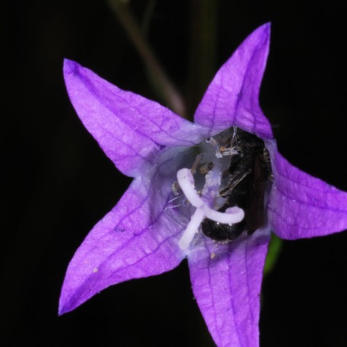 Maskenbiene-ubernachtet-in-Glockenblume_RWF-Dgarn - Kopie