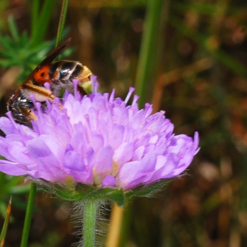 Wildbiene4-auf-Skabiose_RWF-Dgarn - Kopie