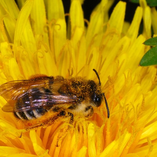 Wildbiene-in-Loewenzahn_RWF-Dgarn
