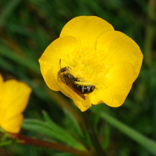 Wildbiene-Hahnenfuss_RWF-Dgarn