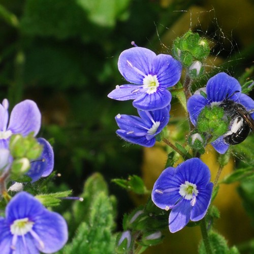 Wildbiene-Gamander-Ehrenpreis_RWF-Dgarn