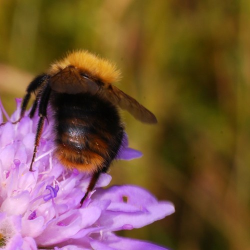 Hummel-Skabiose_RWF-Dgarn - Kopie