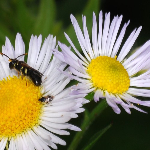 Wildbiene-Falsche-Kamille_RWF-Dgarn