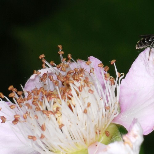 Wildbiene-Strauchrose_RWF-Dgarn