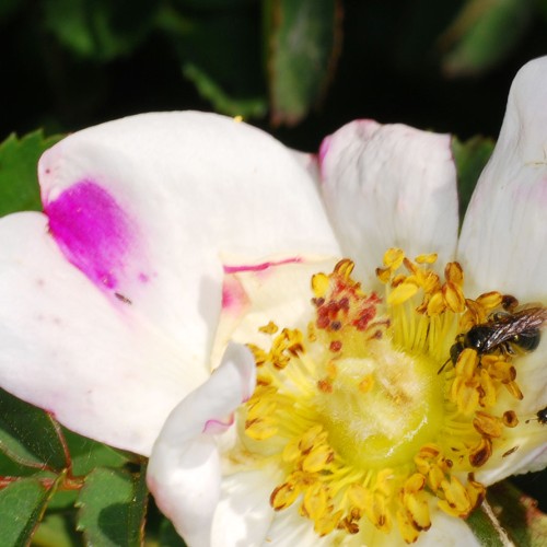 Wildbiene-in-Strauchrose_RWF-Dgarn