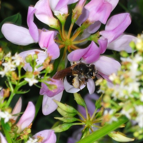 Wildbiene-in-Bunte-Kronwicke_RWF-Dgarn