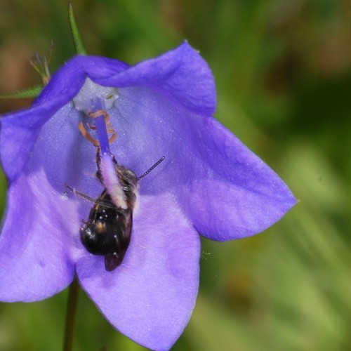 Wildbienen-Glockenblume_RWF-Dgarn