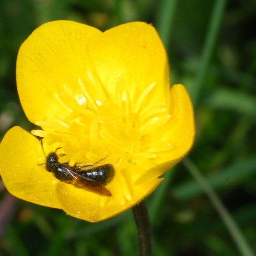 Wildbiene_im-Hahnefuss_RWF-Dgarn - Kopie