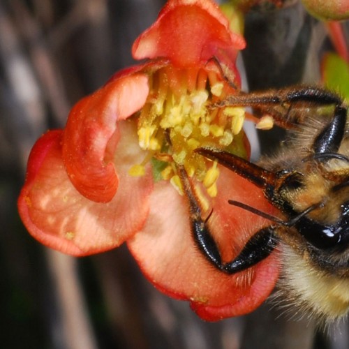Hummel2-auf-Zierquitte_RWF-Dgarn - Kopie