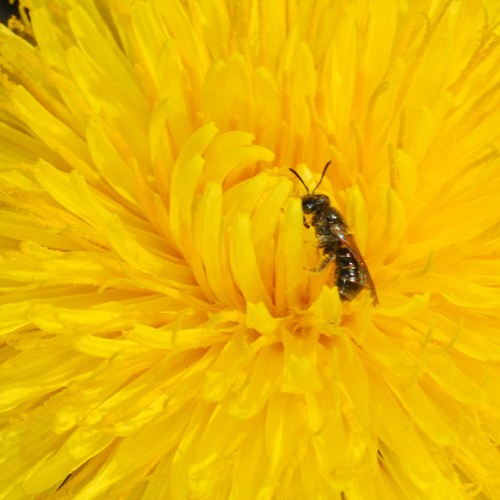 Wildbiene_Loewenzahn_RWF-Dgarn - Kopie