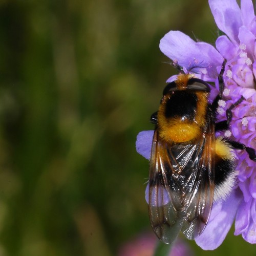 Erdhummel-auf-Skabiose_RWF-Dgarn - Kopie