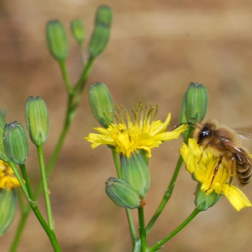 Wildbiene-Gaensedistel_RWF-Dgarn